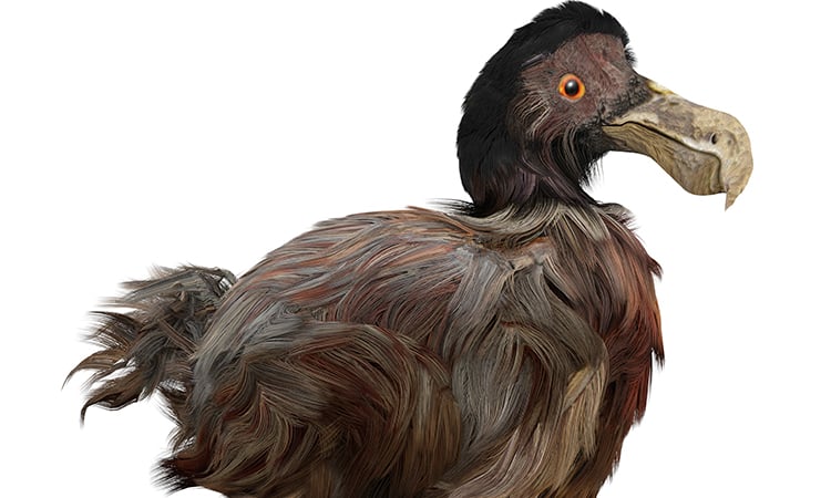 Smart-dodos-SmartDodos-we-vliegen-best-lekker